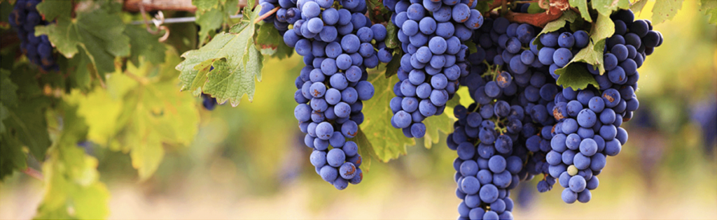 wine grapes in the vineyard